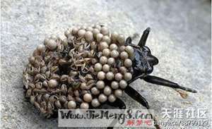 做梦梦见好多人吐虫子怎么回事(做梦梦见好多人吐虫子)