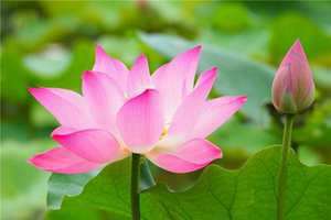 做梦梦见莲花开的很漂亮(做梦梦见莲花开)