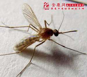 做梦梦见好多蚊子咬我(做梦梦见好多蚊子)