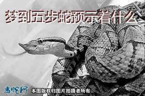 做梦梦到五步蛇咬了我(做梦梦到五步蛇)