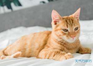 做梦梦到自己打猫猫咪(做梦梦到自己打猫猫)