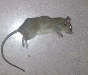 做梦梦到自己打死老鼠后 被猫咬了(做梦梦到自己打死老鼠)