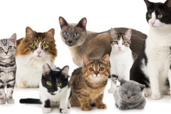 做梦梦到许多猫是什么征兆(做梦梦到许多猫)