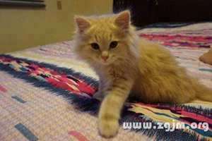 做梦梦见好多猫抓猫挠我(做梦梦见好多猫抓猫挠)