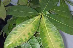 水培的发财树叶子发黄怎么回事 发财树叶黄了是什么原因造成的