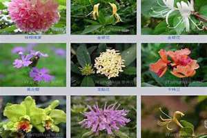 花卉图片大全及花名 花的名字 花卉图片大全大图