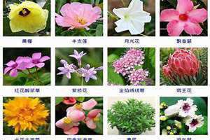 各种花名字和图片 各种花名称图片大全