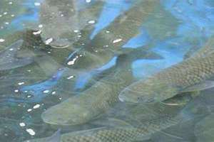 梦见水里有鱼是什么征兆(梦见水里有鱼)