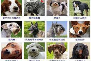 狗名大全霸气名字 狗名大全霸气男