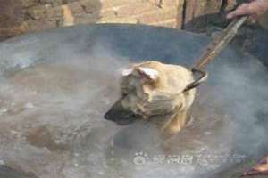 杀狗的会有报应吗 杀狗太多得到报应了