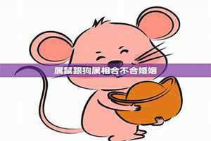 生肖老鼠跟狗合不合 鼠跟狗合不合财一起做生意好吗