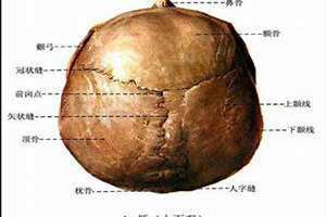 颅骨突出是什么样的 颅骨凸出的图片