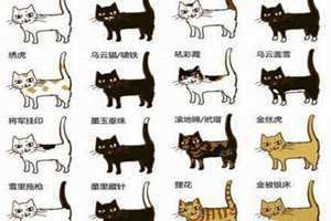 古代猫的名字图片 古代猫的名字金渐层