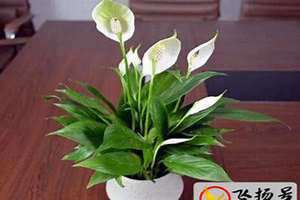 家里再穷也要养这3种花八种植物招财又旺宅(家里再穷也要养这3种花)