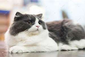 黑白色的猫咪取什么名字好听 黑白色的猫叫什么名字