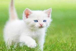 梦见小奶猫什么意思 梦见小奶猫粘着我