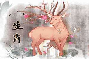 男羊女鼠适合做夫妻吗(男羊女鼠)