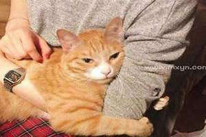 梦见抱猫在怀里睡觉 梦见抱猫在怀里是胎梦吗