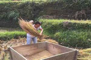 打谷机图片大全价格 打谷剧场