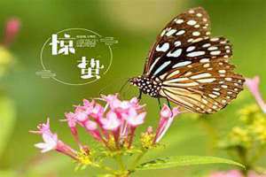 惊蛰是哪天几月几号(惊蛰是哪天)