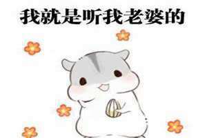 马子狗 八三夭 马子狗是哪里的方言