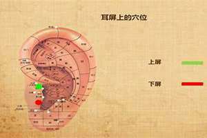 耳屏是哪个部位(耳屏)