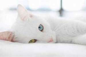 梦见猫是什么预兆 女性(梦见猫是什么预兆)