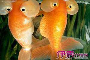 什么是金鱼眼图片 金鱼眼图片女生照片