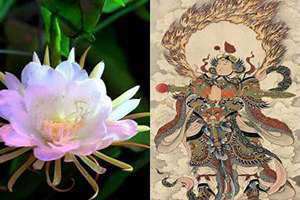 昙花一现为韦陀是什么意思 昙花一现为韦陀,聿明一生只为成全
