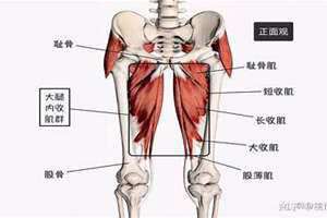 大腿根部在什么位置图(大腿根部位置图片)