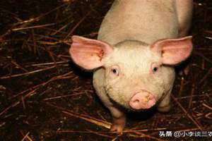 臭猪肉是哪个少数民族的特产 臭猪是什么意思