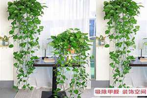 绿萝藤长了怎么处理(绿萝藤)