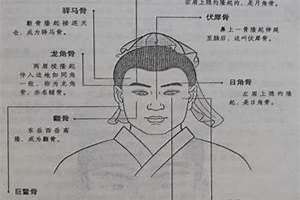 贵骨是指哪些骨(贵骨)