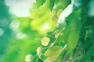 绿色的植物图片 绿色的植物有哪些,叫什么名字