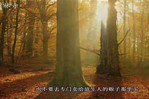 长期放生的家庭 放生什么转运最快