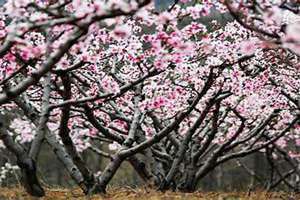 桃花运怎么算出来的(桃花运怎么算)