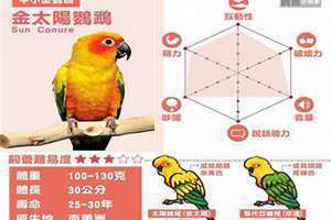 鹦鹉名字可爱洋气 鹦鹉名字独特小众