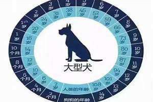 属狗的年龄分别是多大 属狗的年龄多大了