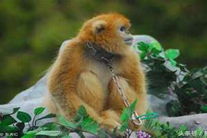 猴的三合生肖是哪三个 猴的三合生肖和6合生肖