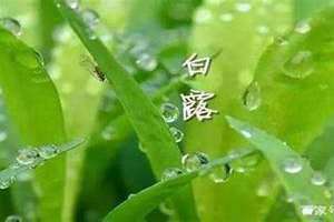 2024年白露是什么时候(白露是什么时候)