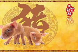 属猪今年的运气和财运怎么样(属猪今年)