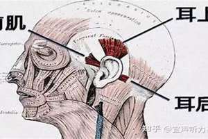 动耳肌退化了吗 动耳肌发达适合什么职业