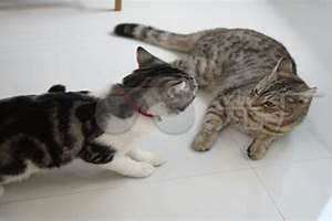 梦到和猫打架什么意思 梦到和猫打架是什么征兆