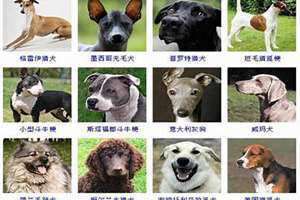 黄色的狗起什么名字好听 黑色公狗起什么名字好听
