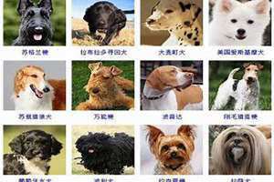 寓意好的狗狗名字白色 寓意好的狗狗名字大全麻将