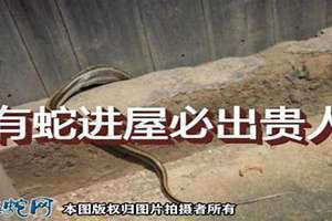 梦见有蛇进屋必出贵人周公解梦 梦见有蛇进屋必出贵人胎梦