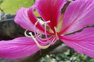 花红柳绿是什么生肖 遍地野花是什么生肖