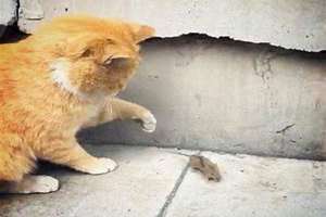 吓老鼠的猫叫声mp3超声波驱鼠器 吓老鼠的猫叫声mp3在线试听