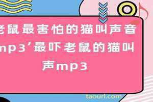 老鼠最害怕的声音mp3声驱鼠 老鼠最害怕的声音mp3老鼠惨叫声下载