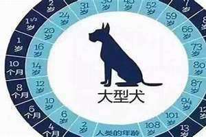 属猪的今年多少岁(属狗的今年多少岁)